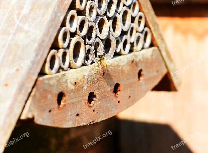 Red Mason Bee Osmia Rufa Bee Solitary Small