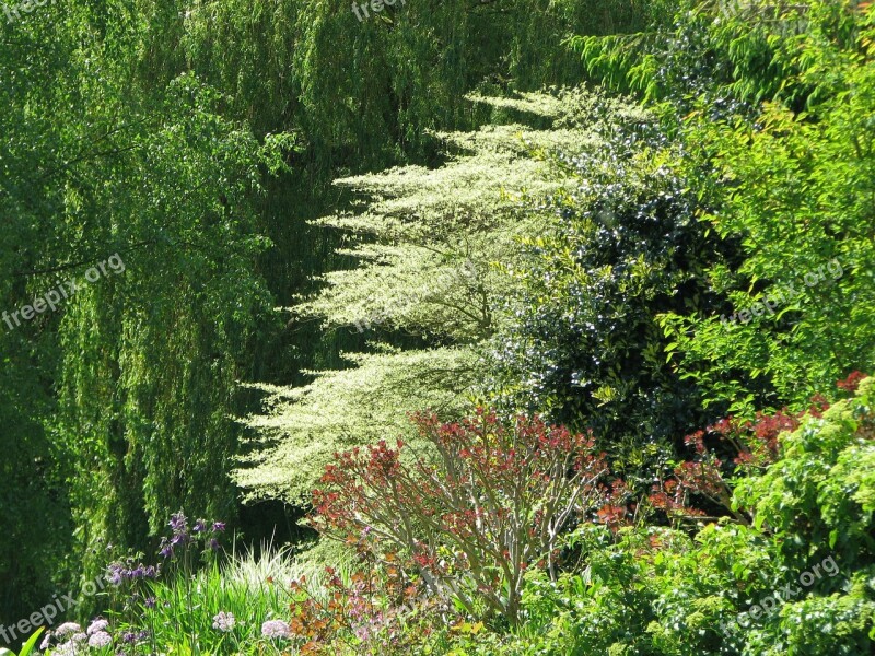 Beth Chatto Gardens Dogwood Trees Nature