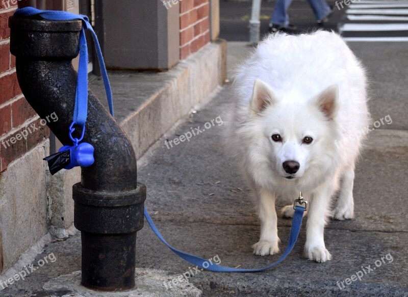 Dog Leash Protect Anger Growl