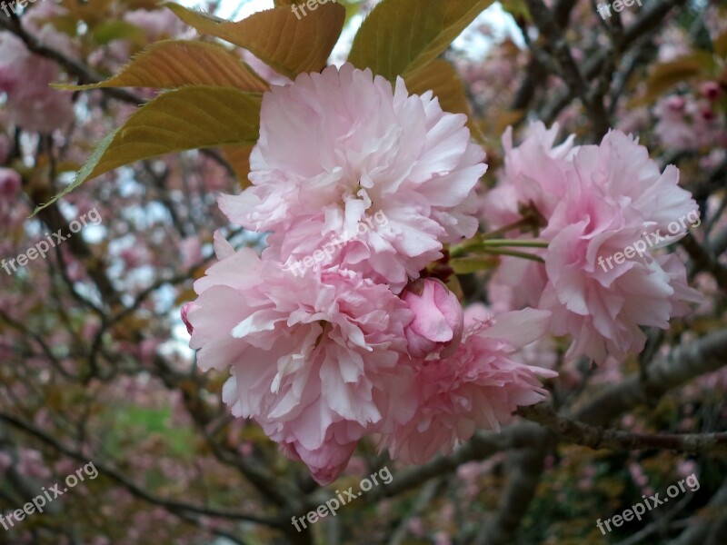 Flower Pink Tree Blossom Spring