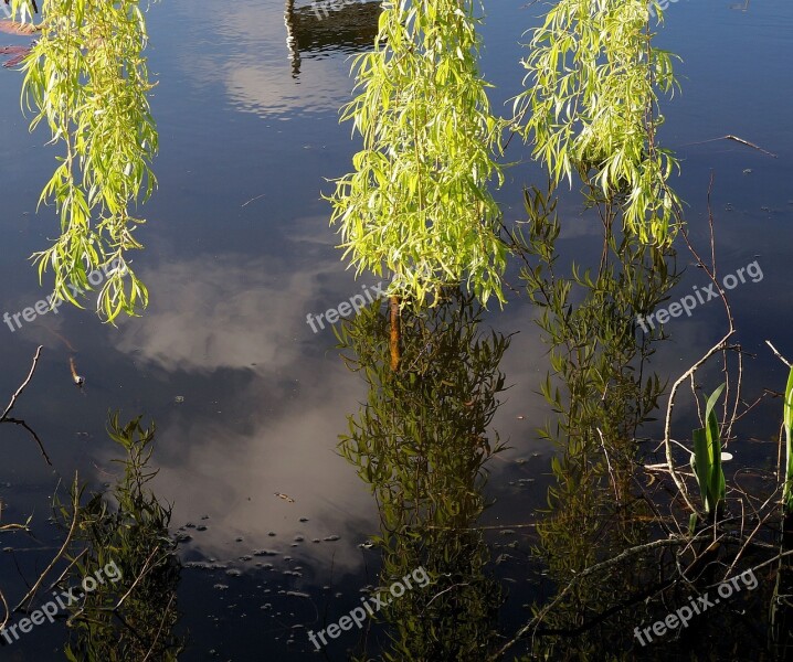 Pasture Branches Leaves Green Water