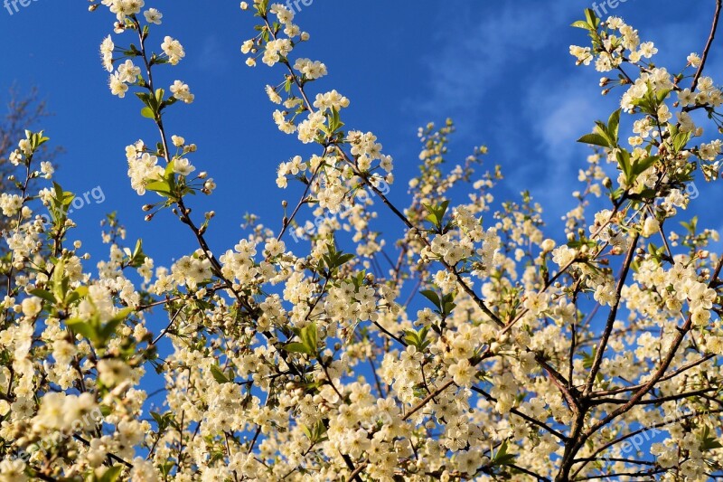 Bird Cherry Prunus Avium Blossom Branches Blossom Bloom