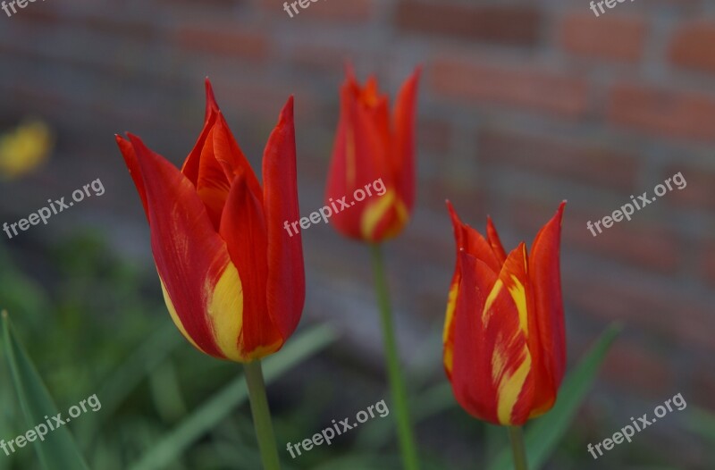 Tulips Flower Flowers Dutch Red Yellow