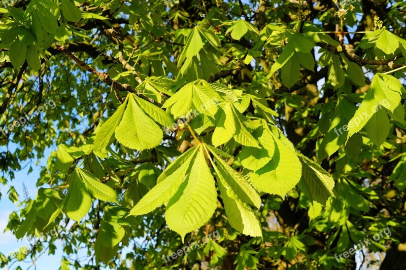 Chestnut Tree Ordinary Rosskastanie Branches Leaves Shades Of Green