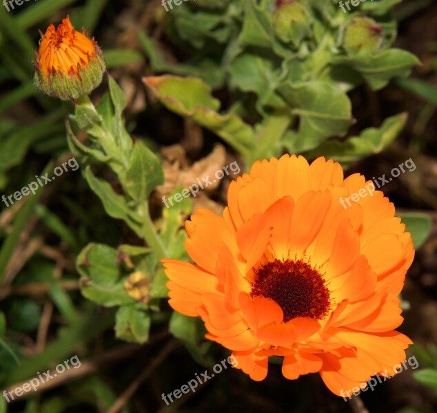 Gerbera Flowers Plant Summer Colorful