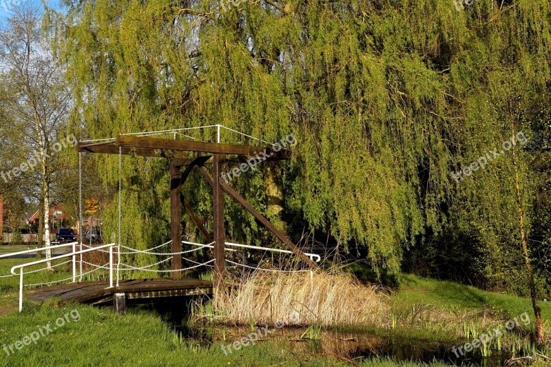 Wooden Bridge Transition Hängeweide Low Hanging Branches Green