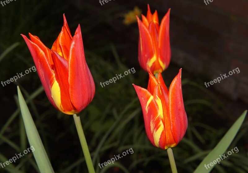 Tulips Lilies Flowers Spring Petals