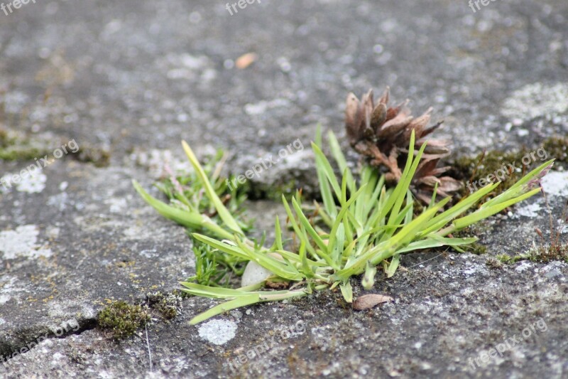 Grass Macro Tuft Blades Of Grass Nature