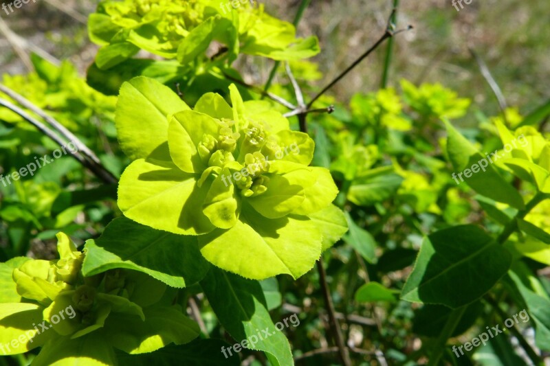 Flowers Green Flower Macro Nature Garden