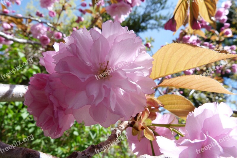 Flower Cherry Pink Macro Nature