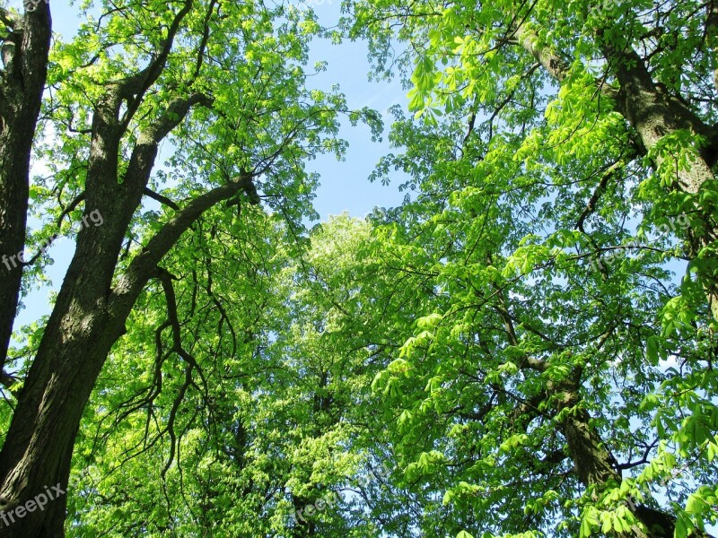 Nature Chestnut Trees Leaves Mood Beautiful