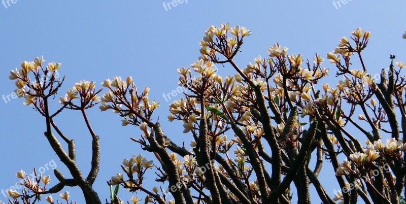 Plumeria Frangipani Flower White Bloom