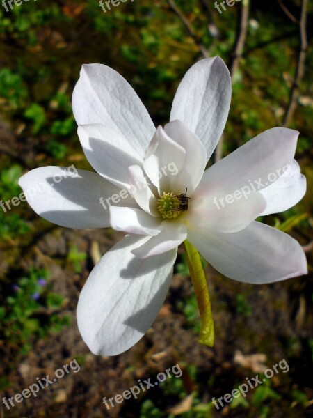 Jardin Des Plantes Magnolia White Spring March