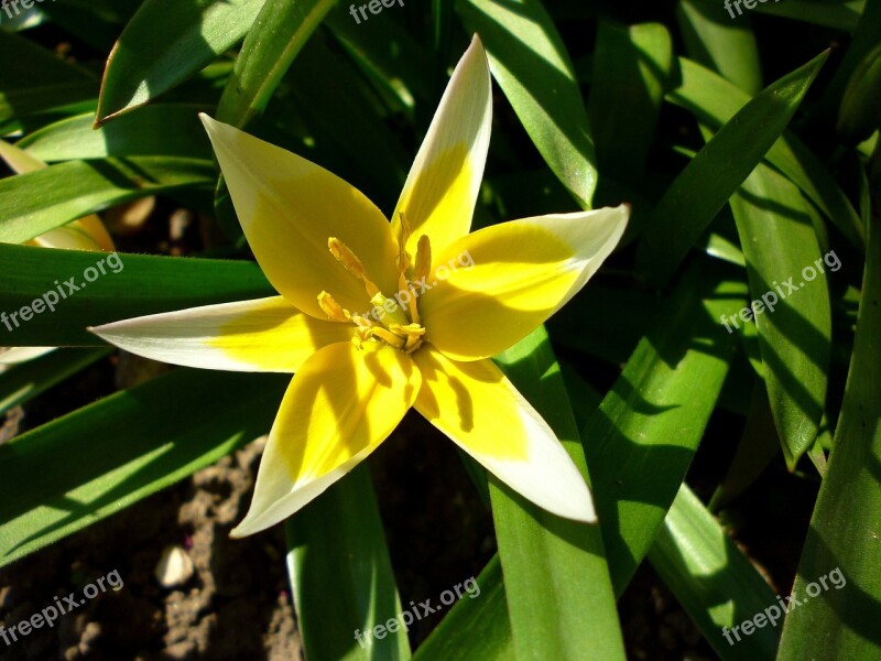 Jardin Des Plantes Two Color Tulip Sunlight Green Leaf