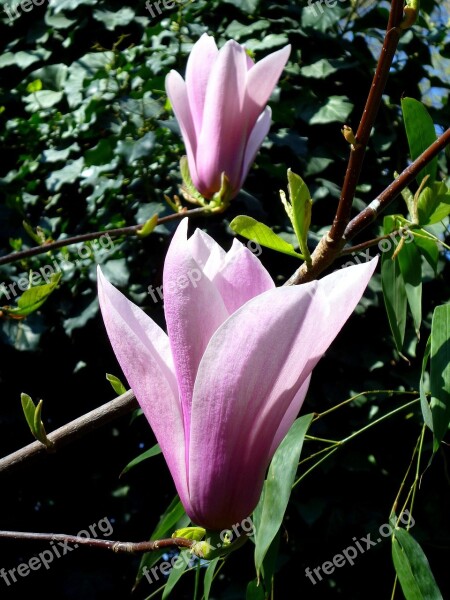 Jardin Des Plantes Magnolia Purple Green Leaf Spring