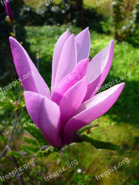 Jardin Des Plantes Spring March Purple Magnolia