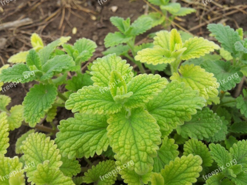 Mint Herb Leaves Garden Farm