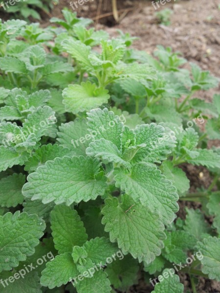 Mint Herb Leaves Garden Farm