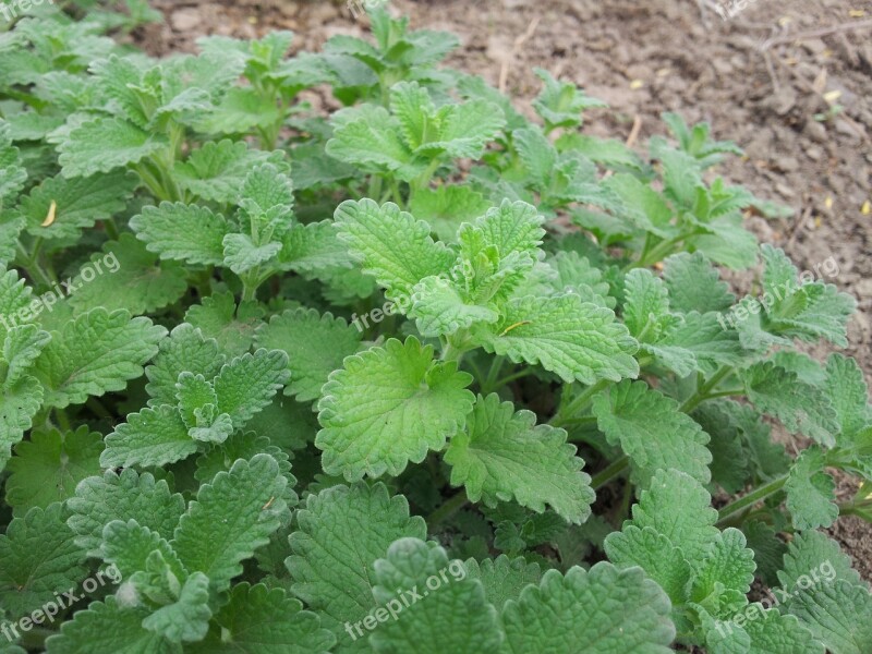 Mint Herb Leaves Garden Farm