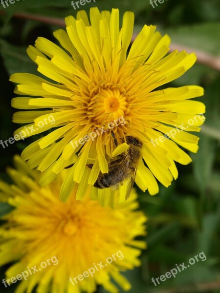 Bee Pollen Nectar Yellow Blossom