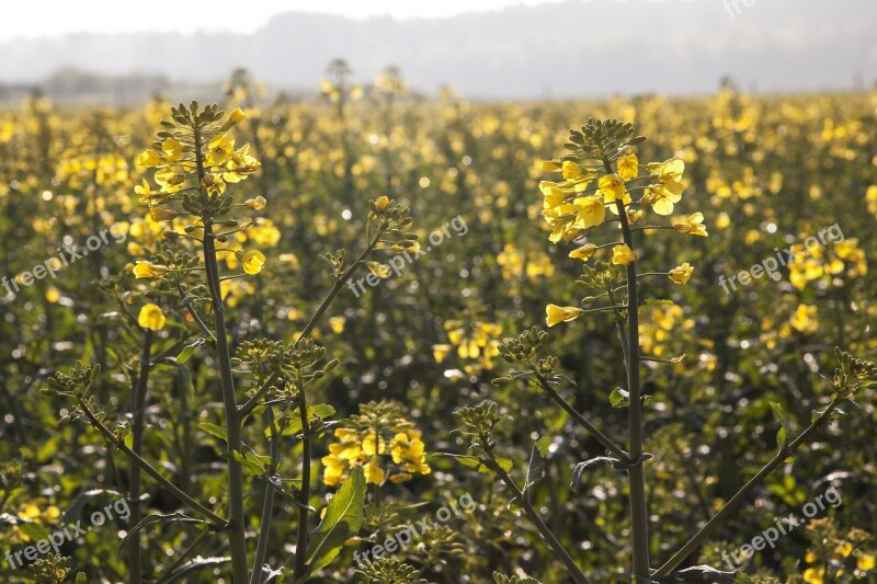 Oilseed Rape Agricultural Operation Yellow Field Harvest