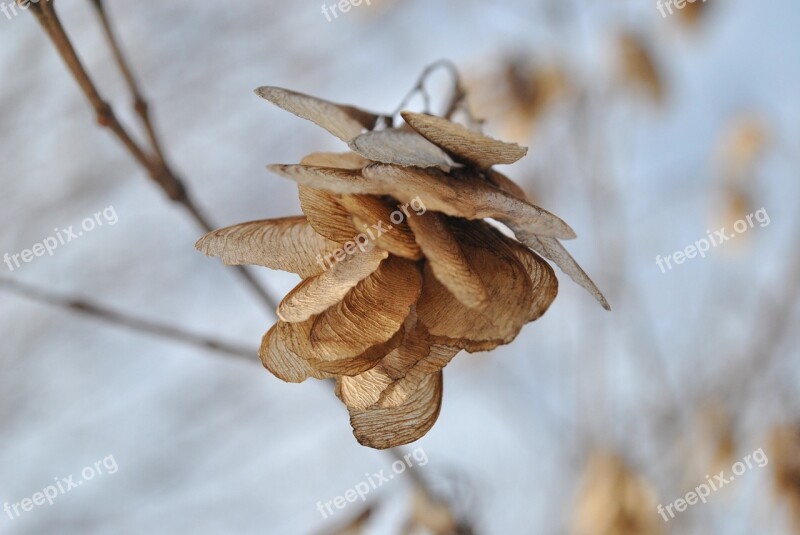 Flowers Brown Dried Flowers Leaves Autumn