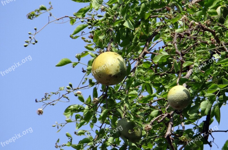 Aegle Marmelos Golden Apple Ripe Stone Apple Bilva