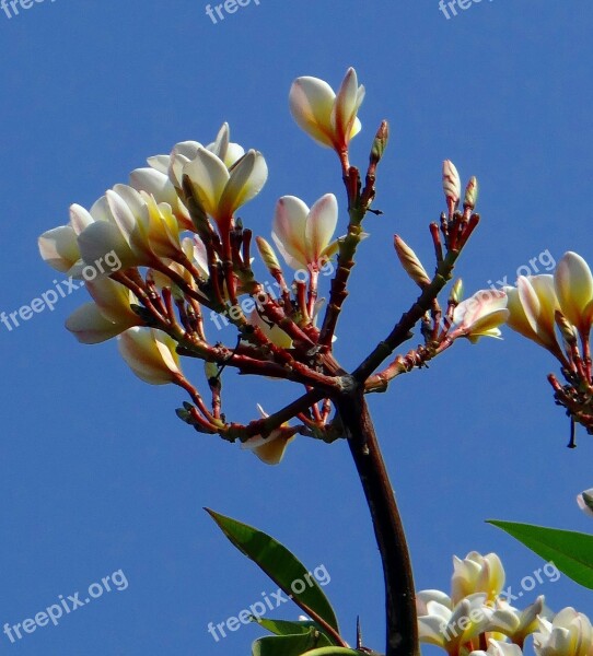 Plumeria Frangipani Flower Blossom White