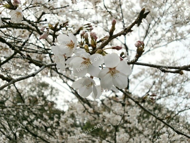 Cherry Blossoms Cherry Tree Cherry Blossom Spring Free Photos