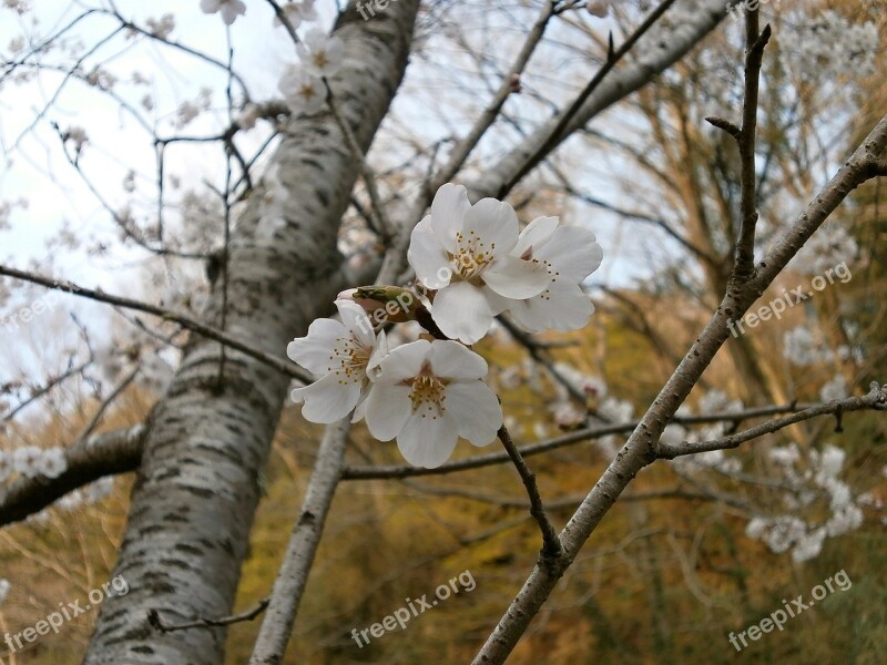 Cherry Blossoms Cherry Tree Cherry Blossom Spring Free Photos