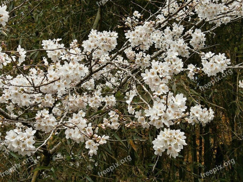 Cherry Blossoms Cherry Tree Cherry Blossom Spring Free Photos