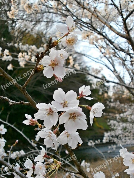 Cherry Blossoms Cherry Tree Cherry Blossom Spring Free Photos