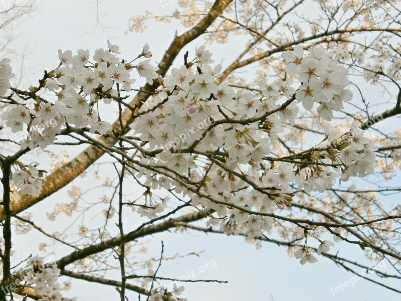 Cherry Blossoms Cherry Tree Cherry Blossom Spring Free Photos