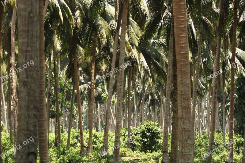 Tropics Nature Palm Trees Landscape Free Photos