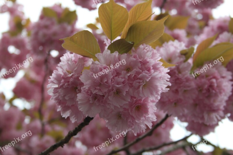 Blossom Bloom Pink Flowers Purple