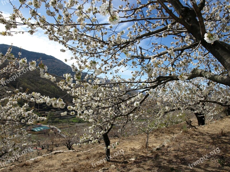 Landscape Cherry Trees Sky Mountain Blue