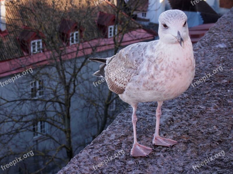 Sea Gull Estonia Bird Town Free Photos