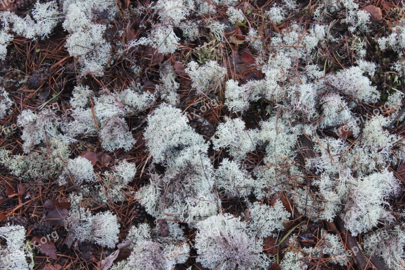 Moss Forest Litter Forest Free Photos