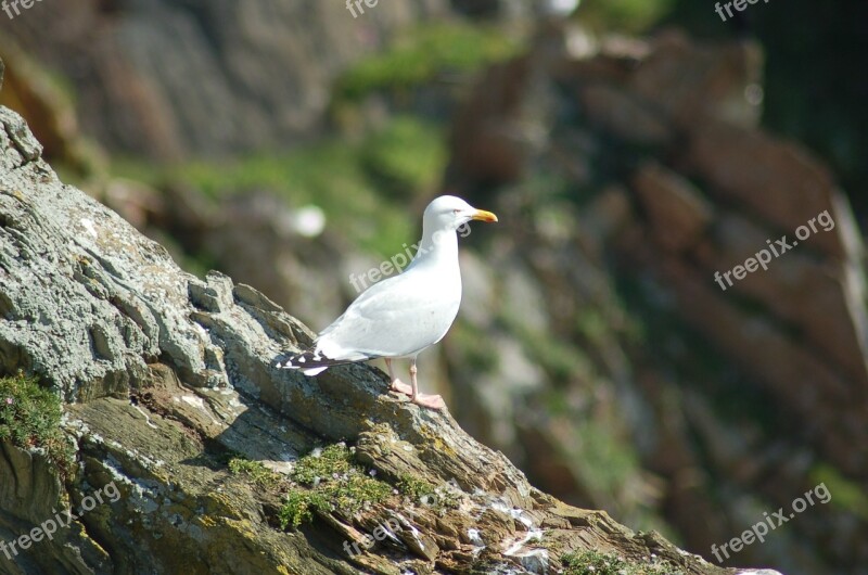 Seagull Bird Animal Water Gull