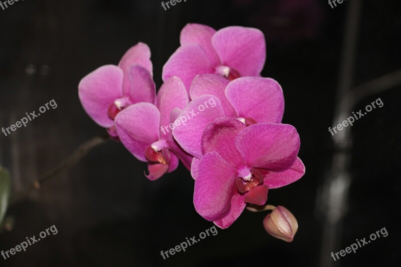 Orchid Blossom Bloom Flower Purple