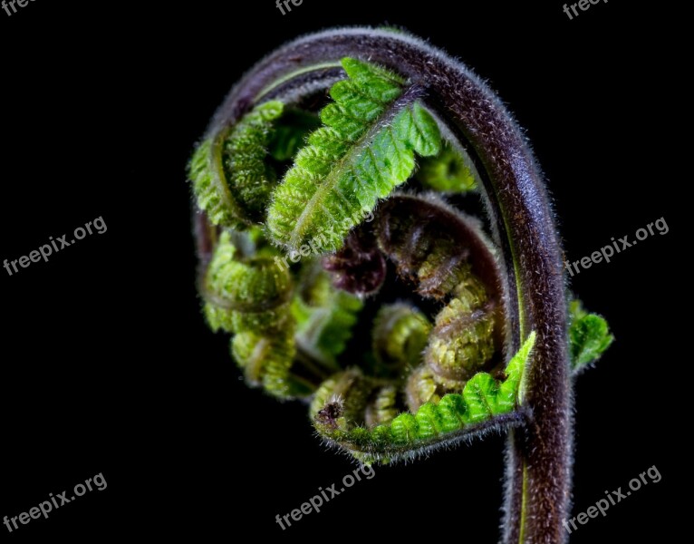 Fern Young Fern Fresh Shoots Free Photos