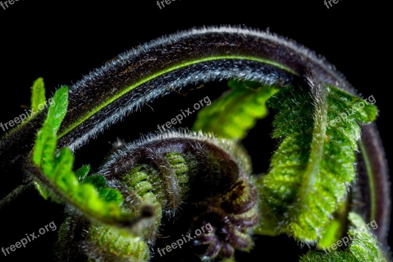 Fern Young Fern Fresh Shoots Free Photos