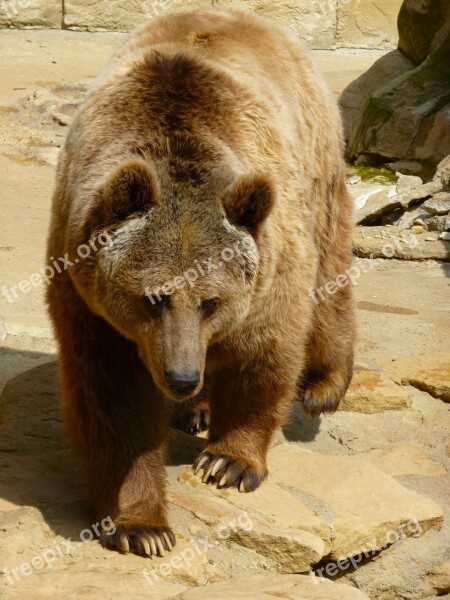 Grizzly Bear Wild Animals Brown Bear