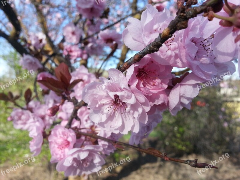 Spring Blossom Pink Flower Flowering Tree