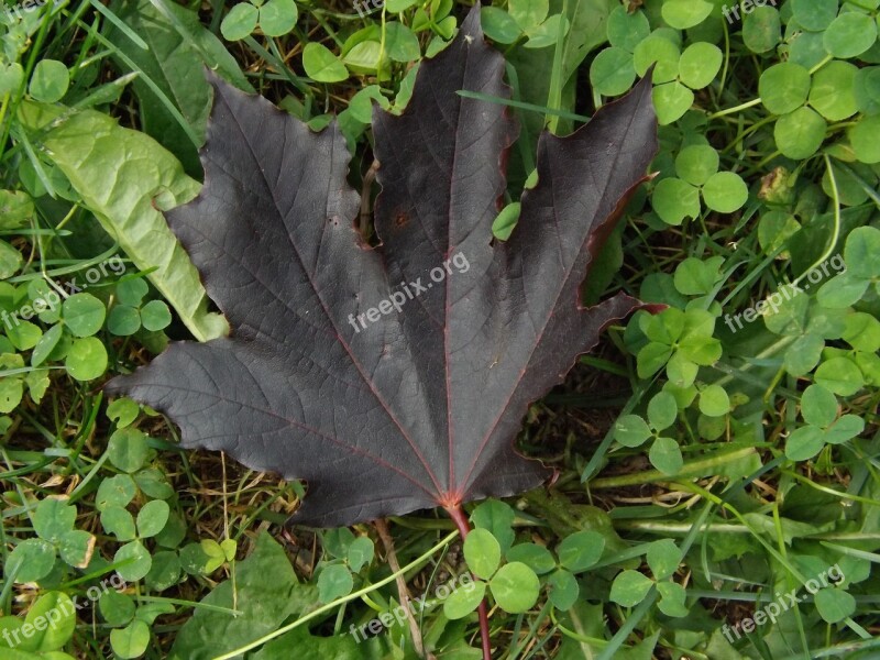 Maple Leaf Summer Nature Clover