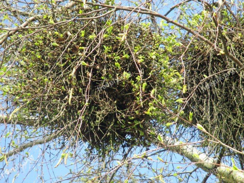 Mistletoe Parasite Tree Aesthetic Branches