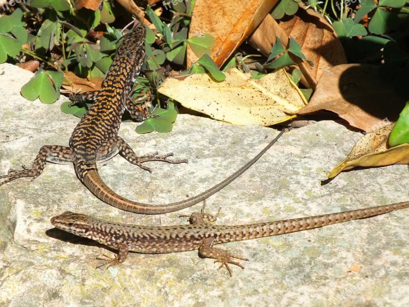 Lizards Sun Reptile Animal Animal World