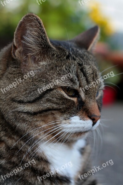 Cat Domestic Cat Nose Cat's Eyes Mieze