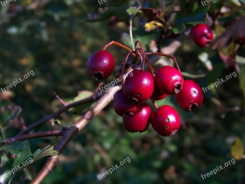 Berries Nature Autumn Bush Red