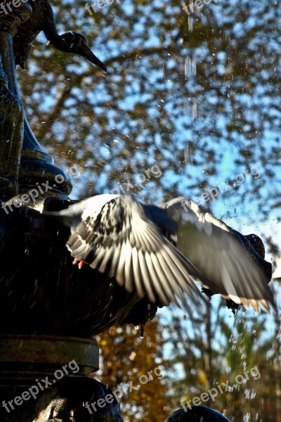 Paloma Wings Birds Pigeons Birds In Flight